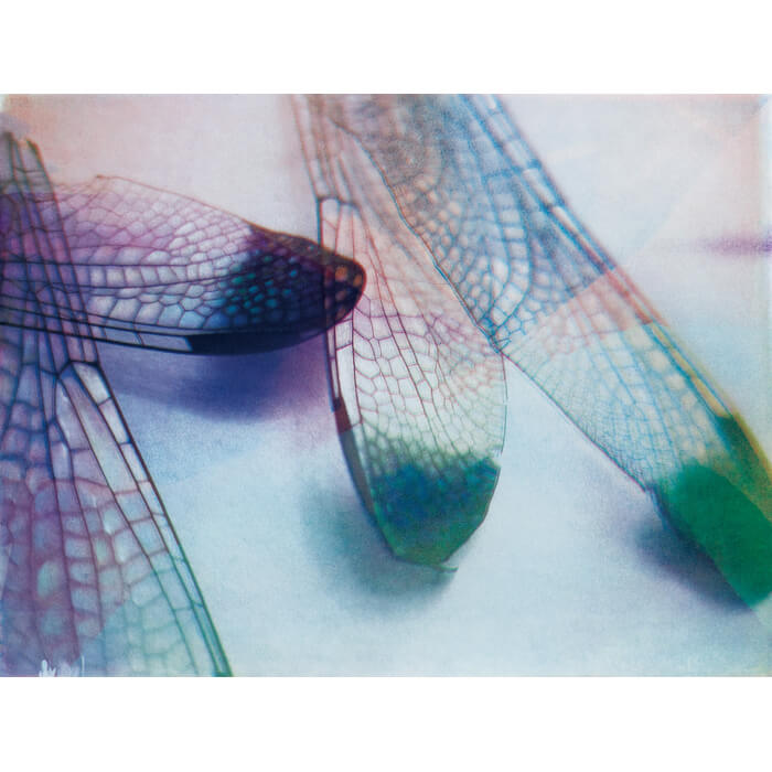 Inkyung Seo, Wings, Gum bichromate