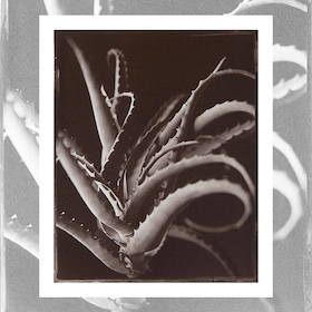 Salt print by Bianca Conwell