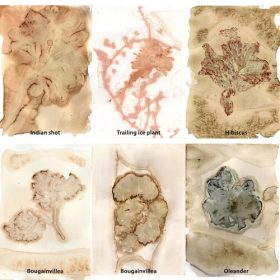 Comparing cooked vs classic anthotypes