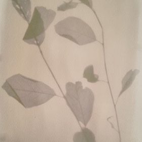 Alumroot (Heuchera) anthotype by Tanya MacGillivray