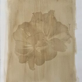 Basil (Ocimum basilicum) anthotype by Shannon Beatty
