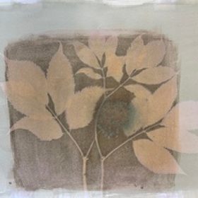 Elderberry, red (Sambucus racemosa) anthotype by Ambjörn Jansson