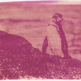 Malabar spinach (Basella rubra) anthotype by Mónica Páez
