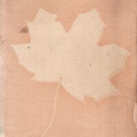 Maple, red (Acer platanoides) anthotype by Laurinda Bellew