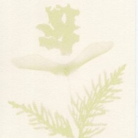 Melon, Santa Claus (Cucumis melo) anthotype by Marta Palau Franco