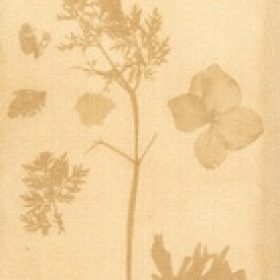 Potato (Solanum tuberosum) anthotype by Katia Weibel