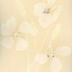 Rosemary (Rosmarinus officinalis) anthotype by Debbie Bentley