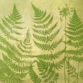 Spinach (Spinacia oleracea) anthotype by Pam McLean-Parker