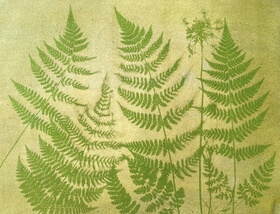 Spinach (Spinacia oleracea) anthotype by Pam McLean-Parker