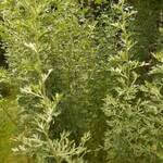 Wormwood, common (Artemesia absinthium) anthotype by Melanie Berry-Vasa